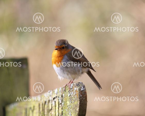 European Robin perched on a signpost in woodland