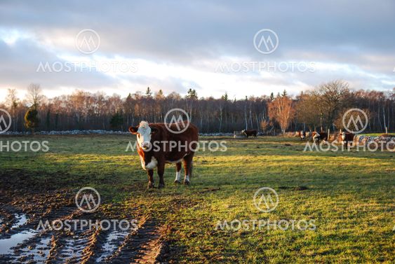 Curious cattle