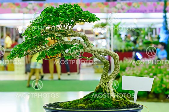 Bonsai