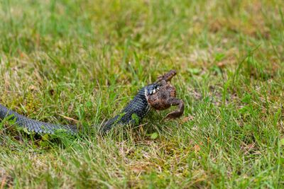 Grass snake (Natrix natrix)