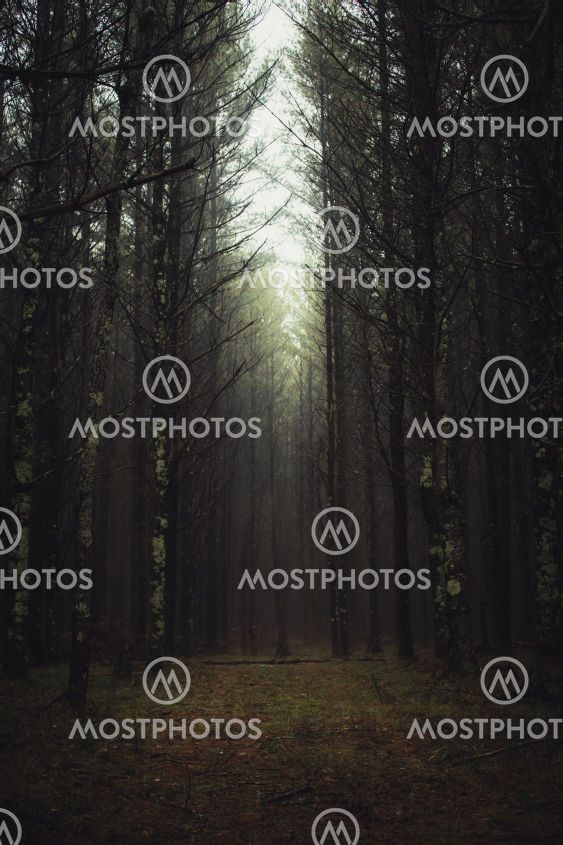 Dark Forest