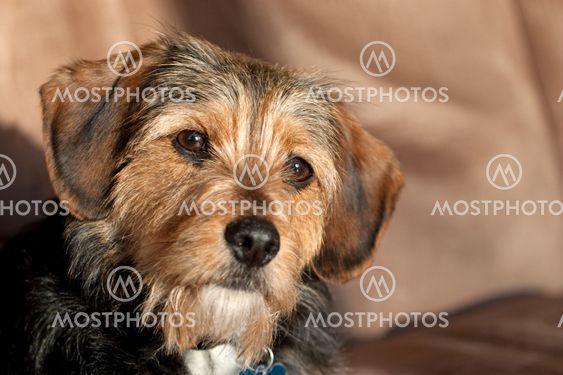 Yorkie Mix Dog