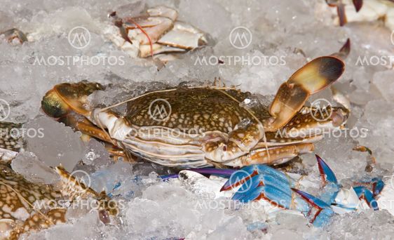 Sea crab