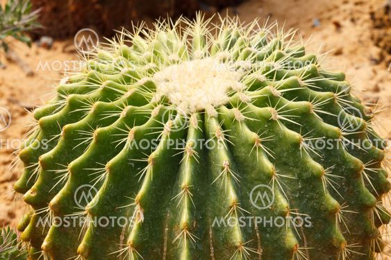 Detail of cactus growing