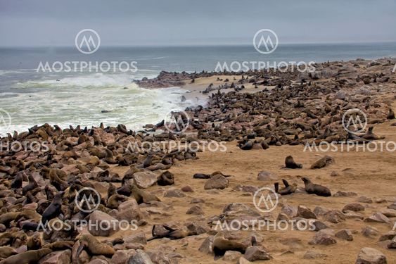 colony of seal on the beach at cape cross seal reserve near the skeleton coast namibia