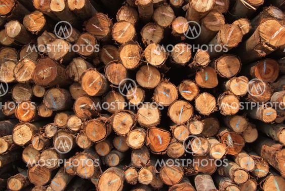 A pile of wood.