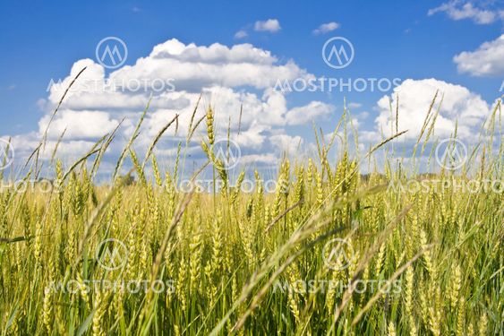 wheat field