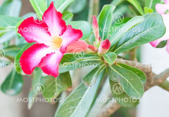 Pink Impala Lily Adenium, Desert Rose or pink flower in Thailand.