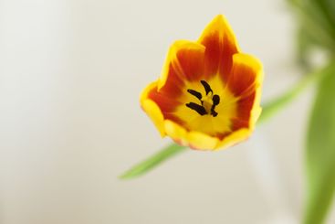 Single tulip in full bloom with delicate petals. Concept...
