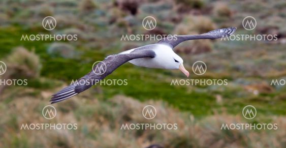 albatross