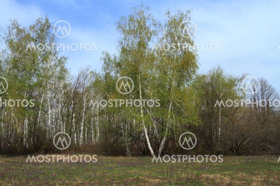 spring tree and field with flowerses