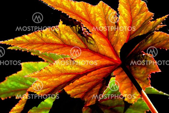 Fall Colors