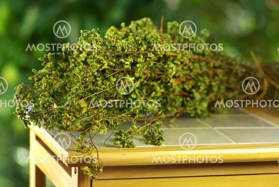 Oregano bouquet on table.