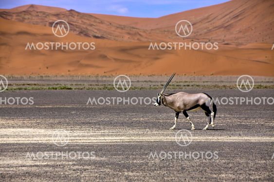 an oryx in front of a large dune in the namib naukluft park near sossusvlei