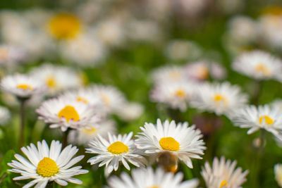 Swedish Spring and Summer Flower Bed Macro Landscape