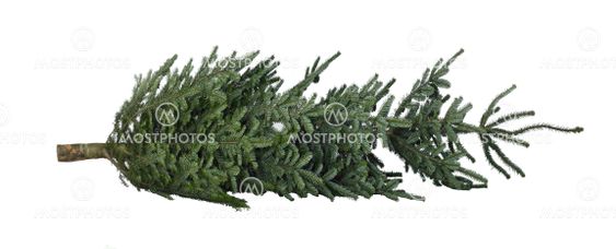 christmas tree on the ground