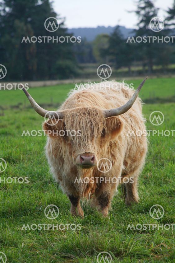 Highland Cattle