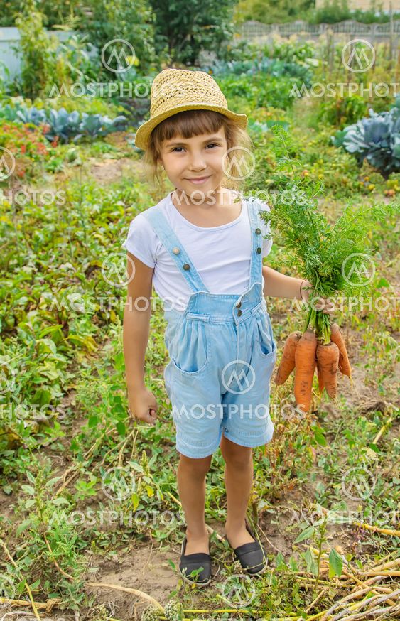 A child with a bunch of carrots in the garden. Selective...