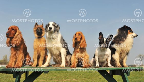 five little dogs