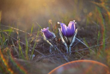 Spring flower. Nature with meadow and sunset. Seasonal...