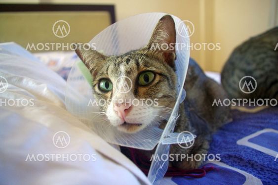 Cat wearing protective collar