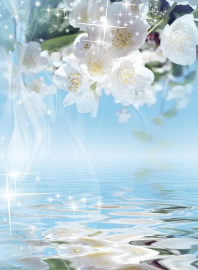 Magical background - a blooming jasmine