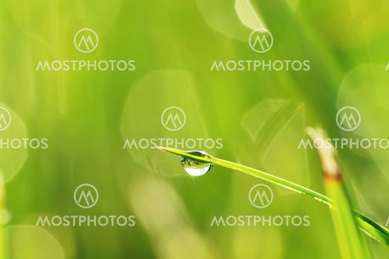 Morning grass