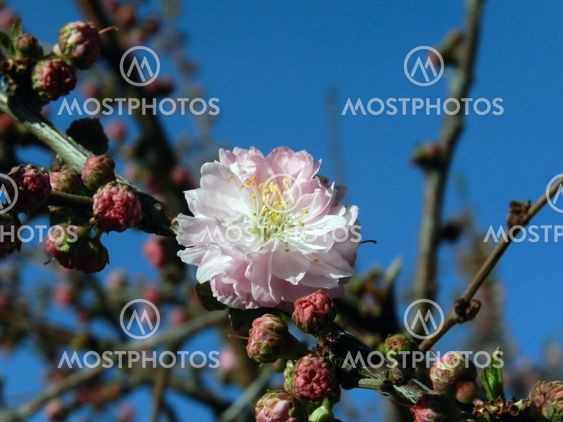 Flowering almond in bloom