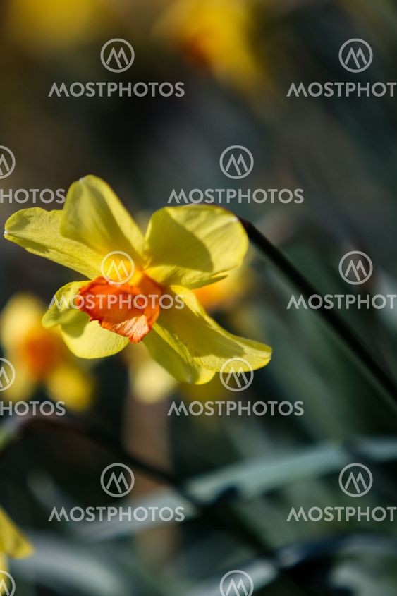 Daffodils