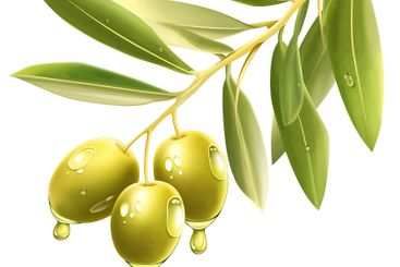 Olive Branch with Dripping OilOlive Branch with Dripping...
