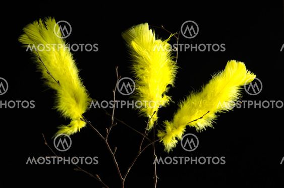 Yellow easter feathers at black