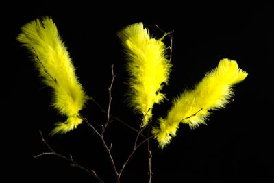 Yellow easter feathers at black