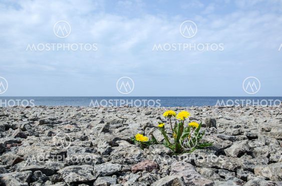 Solitaire dandelion