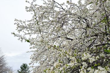 White blossoms covering tree branches in a spring season...