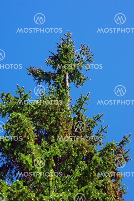 Bald spruce