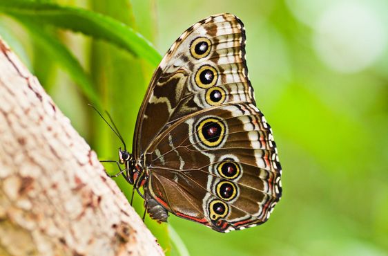 Blue morpho tropical ...
