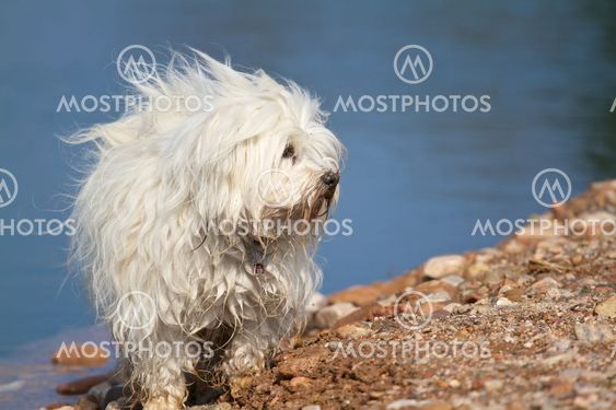Dog - havanese lakeside