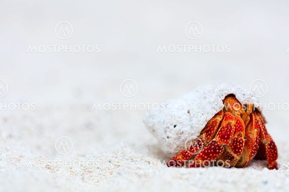 Hermit crab