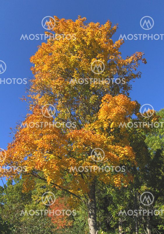 A maple against blue sky in the autumn.