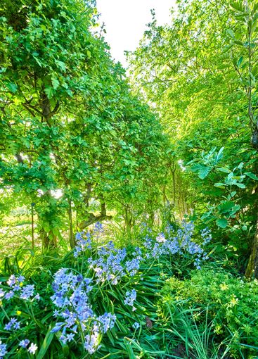 Garden, flowers and grass in backyard with spring,...