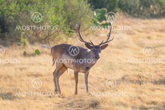 Fallow Buck