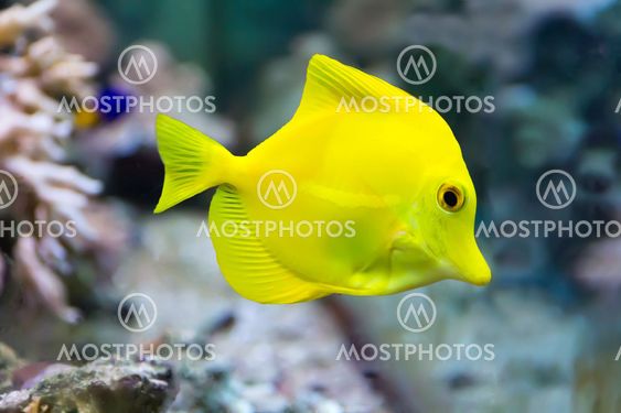 Zebrasoma yellow tang fish