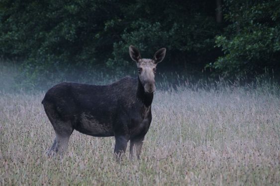 Älk in morning fog