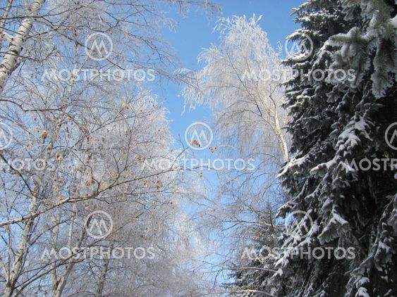 frost