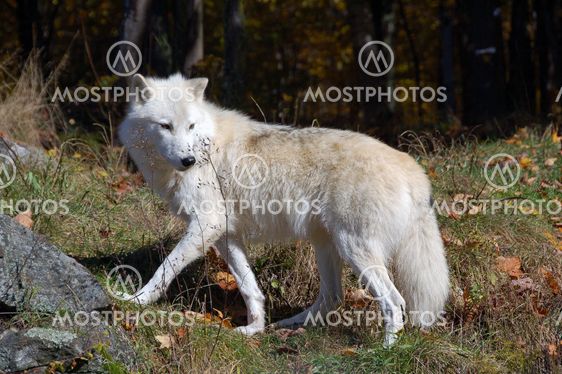 Arctic Wolf