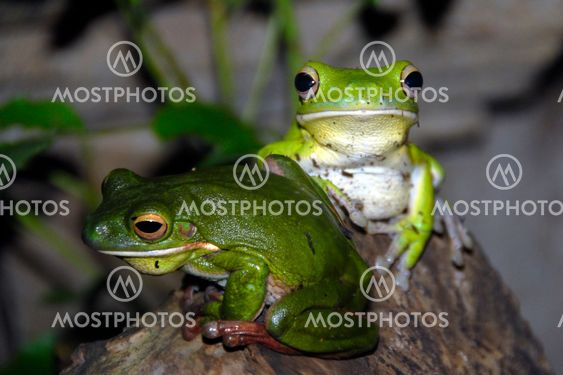 two frogs
