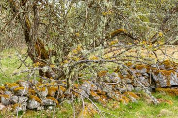 Moss-covered tree branches in an old deserted garden