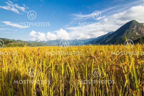 Rice terraces in the mountains