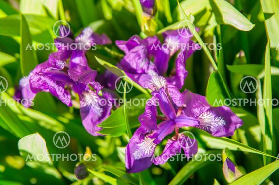 iris