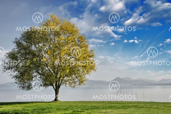 Beautiful view of isolated tree on dramatic background sky